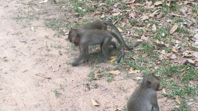 Real Funny Monkey Mating Videos 2017 - Amazing Monkey Meeting Near Angkor Wat Temple Siem Reap смотреть онлайн
