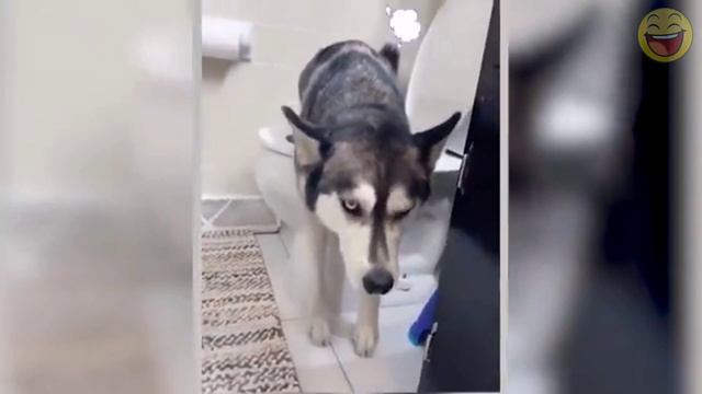 7 МИНУТ СМЕХА. ЛУЧШИЕ ПРИКОЛЫ ПРО ЖИВОТНЫХ. СМЕШНЫЕ ВИДЕО. смотреть онлайн