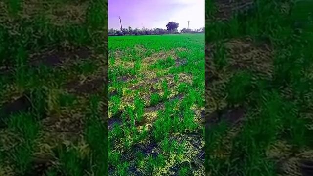 my jeera смотреть онлайн