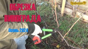 Виноград осенняя обрезка, формирование куста #виноград