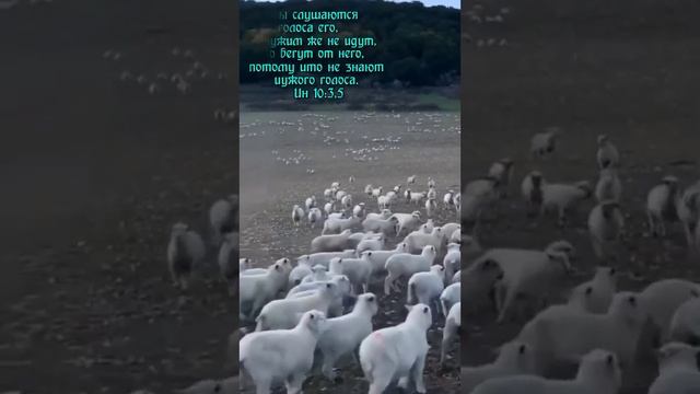 Бог благ(5) смотреть онлайн