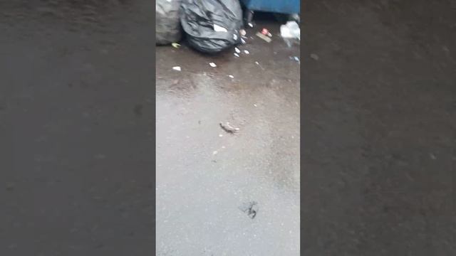 рататуй 2 часть смотреть онлайн