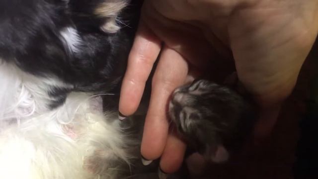 American Curl Kittens смотреть онлайн