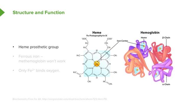04.01 Hemoglobin And Movement Of Oxygen Introduction