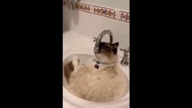 смешные ролики с котанами с озвучкой смотреть онлайн