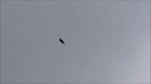 Голуби серпастые 18 ноября часть 1.