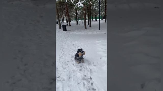 Дори❄️ 🎄❄️ смотреть онлайн