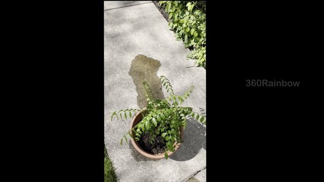 Complete New/Young Curry Leaf Plant Care Guide - Nursery Care Taker & Experts Secret Tips and Trick смотреть онлайн