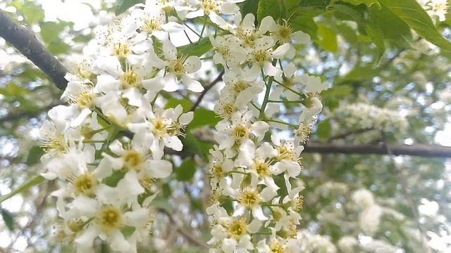 Божья коровка на черёмухе/Ladybug on bird cherry смотреть онлайн