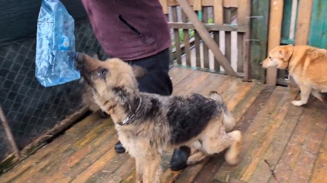 Шкода готовится к перелету и игры с Графом смотреть онлайн