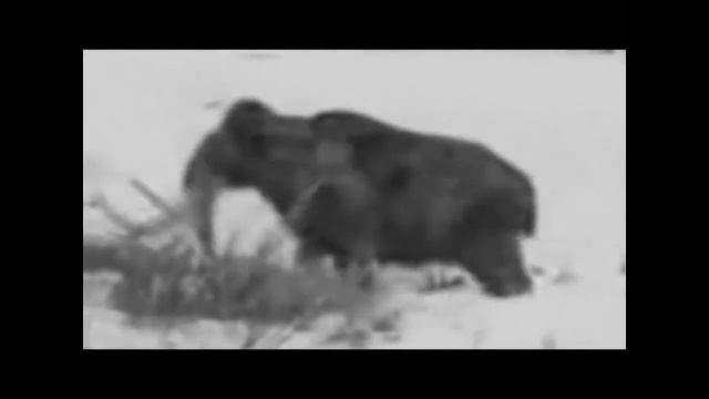 Мамонт Дело №135 смотреть онлайн
