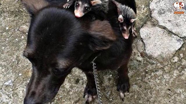 Der Hund brachte die ungewöhnlichen MAILISHES auf seinem Rücken von einem Spaziergang mit, und jetz смотреть онлайн