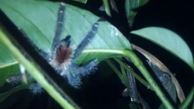 Avicularia huriana juvenil смотреть онлайн
