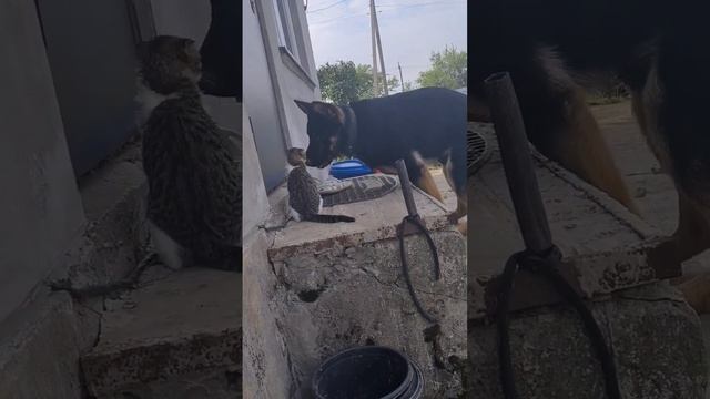 Пес вот так целует кота 🤣♥️ #рекомендации #животные #собаки #юмор #кошки смотреть онлайн