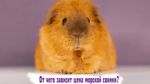Секреты ценообразования: сколько стоит морская свинка?