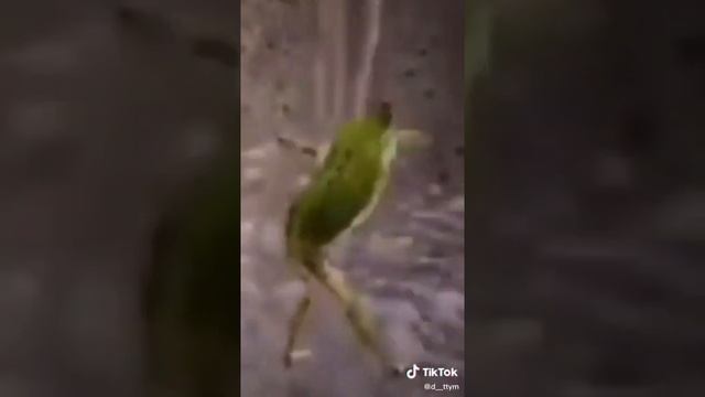 вапорвейвная лягушка чилит вояш вояш смотреть онлайн