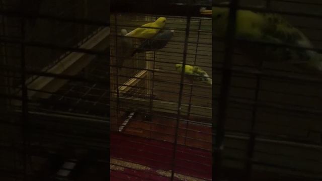 птицы молодцы смотреть онлайн