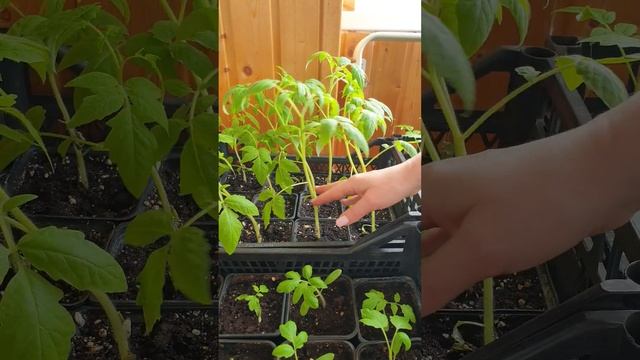 Опадают листья у рассады помидор. Что делать?