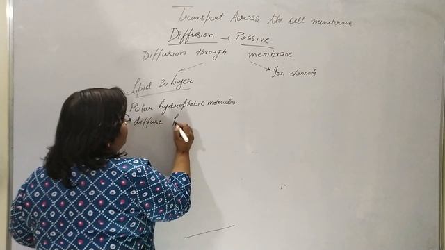 Transport Across the membrane passive transportEnglish смотреть онлайн