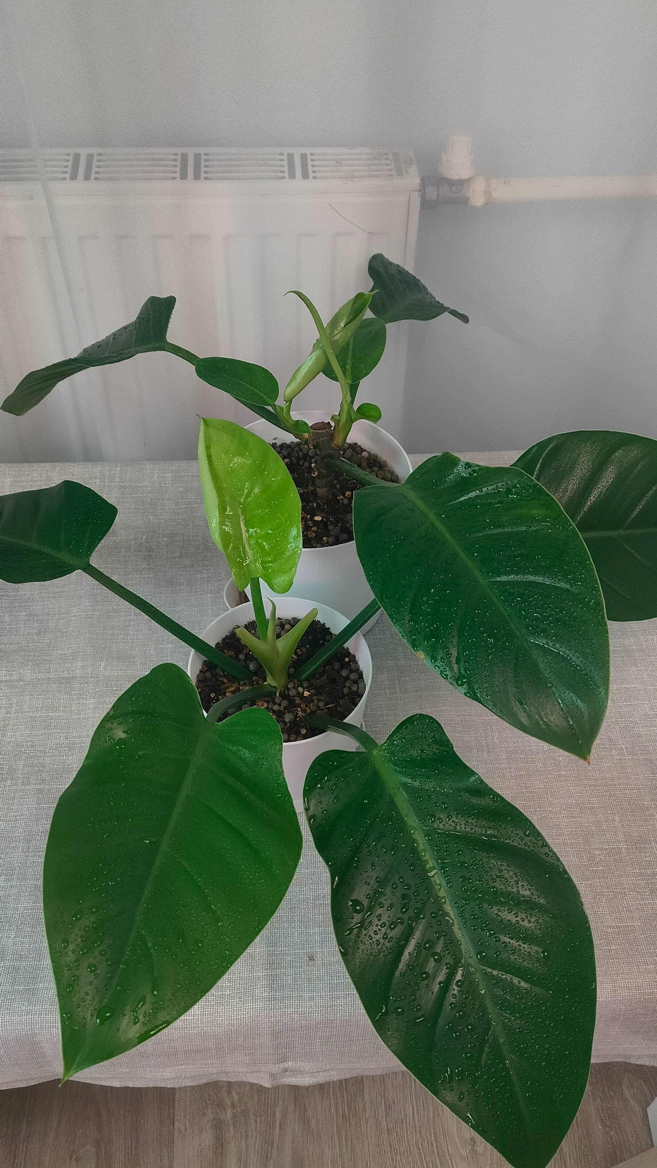 Филодендрон Олимпия Грин #plants #garden #gardening #черенкованиефилодендрона #филодендрон смотреть онлайн