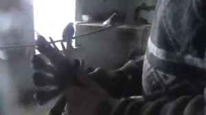 Курский турман ( белозерово-ламоновы голуби)