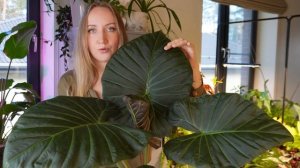 Мои АЛОКАЗИИ | Было/Стало