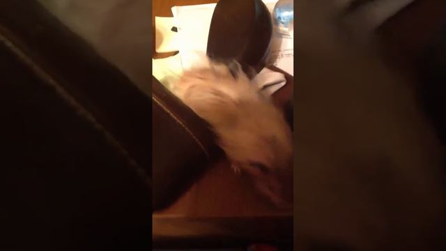 Домашний хомяк смотреть онлайн