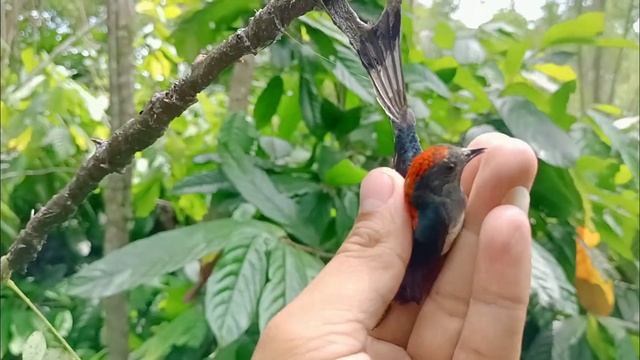 Memikat burung menggunakan MP3 di kebun kakao/coklat@rgpetualang4643 смотреть онлайн