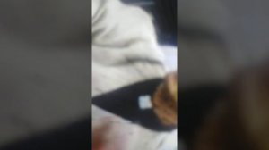 гр бисквит зузу