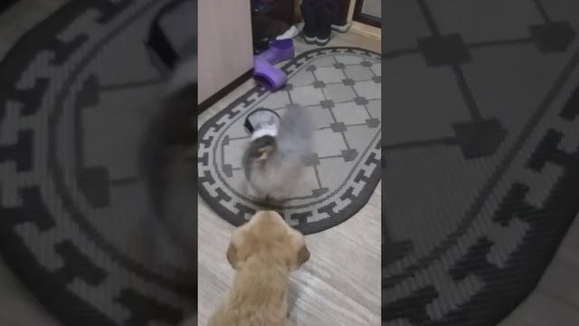 Ура. Алисе сняли швы. смотреть онлайн