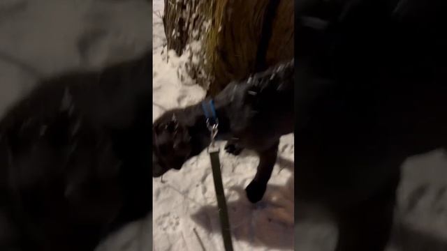 Второй раз вышли на улицу 🥰#лабродоп#лабрик#витамин#собака#щенок#лабродорщенок смотреть онлайн