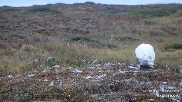 Арктическая Снежная сова - Arctic Snowy Owl