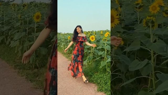 Tháng 5 Hoa hướng dương nở rất đẹp,chị em tranh thủ đi chụp ảnh và quay video trong dịp này nhé смотреть онлайн