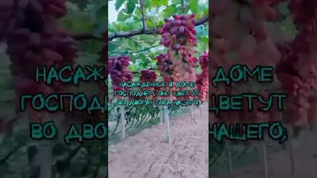 Лоза смотреть онлайн