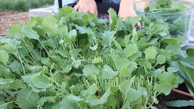 April vegetable harvest 😄🥬 Bok choy, kale, asparagus, oregano, leeks | GroundedHavenHomestead смотреть онлайн