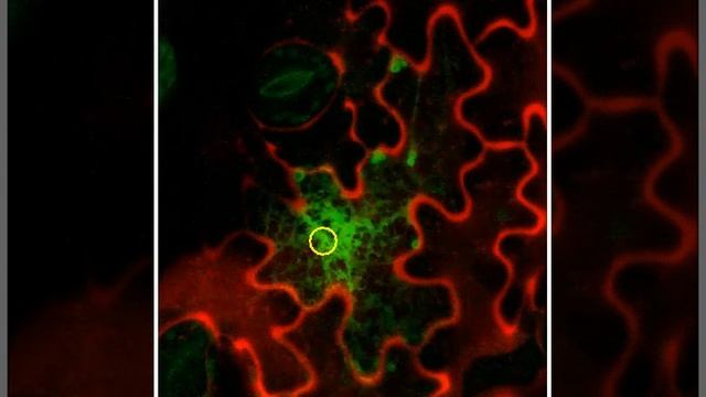 Photoactivatable GFP endoplasmic reticulum смотреть онлайн