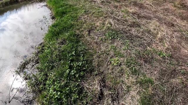 Пришлось нырнуть в холодную воду ) откуда появилась вода в пруду и из-за чего падает глубина... смотреть онлайн