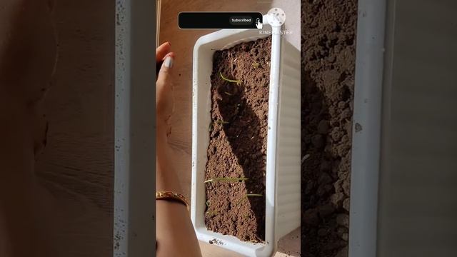 How to grow Fenugreek/Methi within 7 days | मेथी उगाने का आसान तरीका #fenugreek #ytshorts #vinitam смотреть онлайн