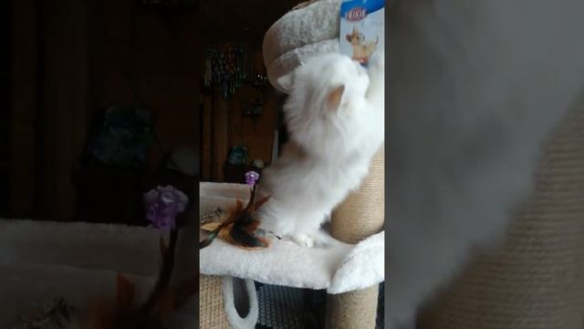 Scottish straight - KITTEN. Забавные игры котёнка! смотреть онлайн