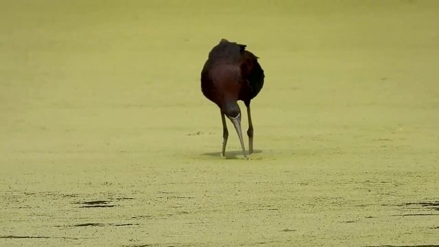 屏東縣的彩䴉Plegadis falcinellus （2020 07 27） смотреть онлайн