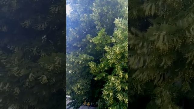 ЛИПА ЗАЦВЕЛА В ОДЕССЕ городской арт URBAN ART #shots #shorts граффити Writing смотреть онлайн