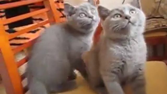 Питомник «Boutique a chatons» смотреть онлайн