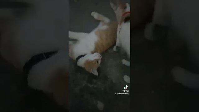 mochi X mocha #catlover #shorts #mochi #mocha