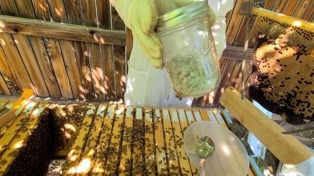 Top Bar Hive - Oxalic Acid Dribble + Hive Inspection смотреть онлайн