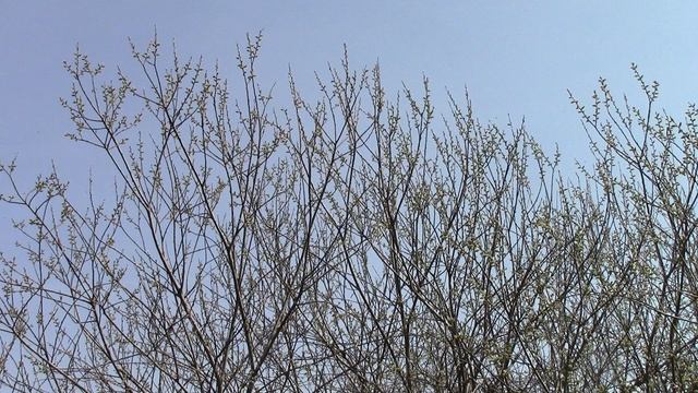 MVI_0241 смотреть онлайн