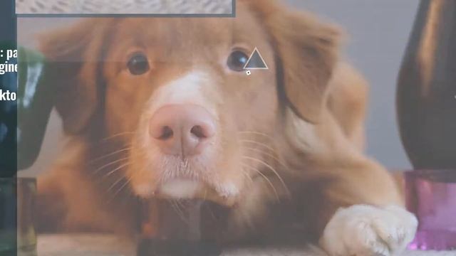 Top 10 #paprika Posts & Updates, Starring: Gkidsfilms