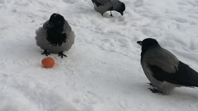Вороны. Борьба за выживание. День 8 и последний / Hooded crows. Fight for survival. Day 8 and final смотреть онлайн