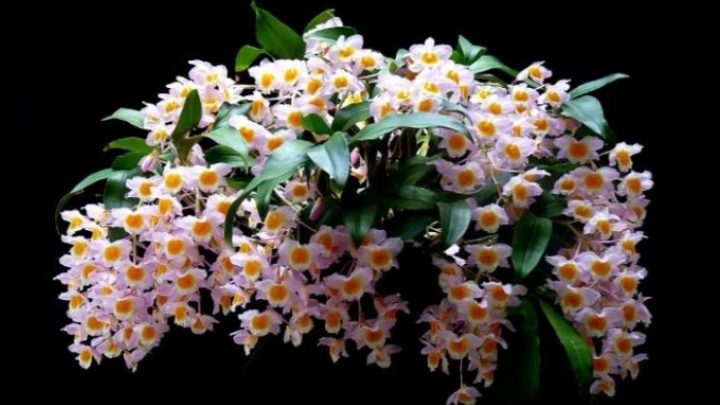 Дендробиум  Farmeri содержание в домашних условиях Часть 1.