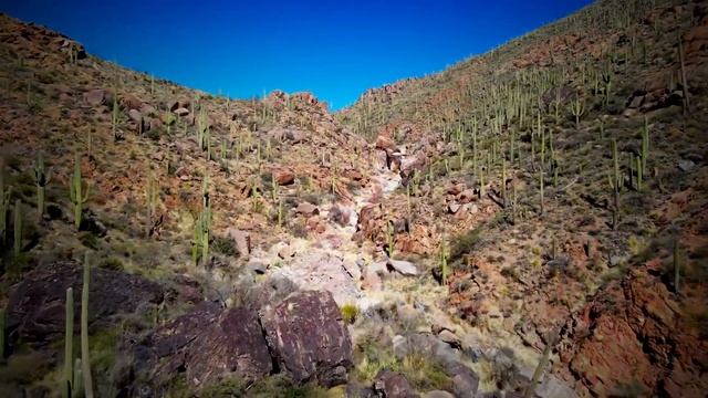 Pure Sonoran Desert Beauty✨ смотреть онлайн