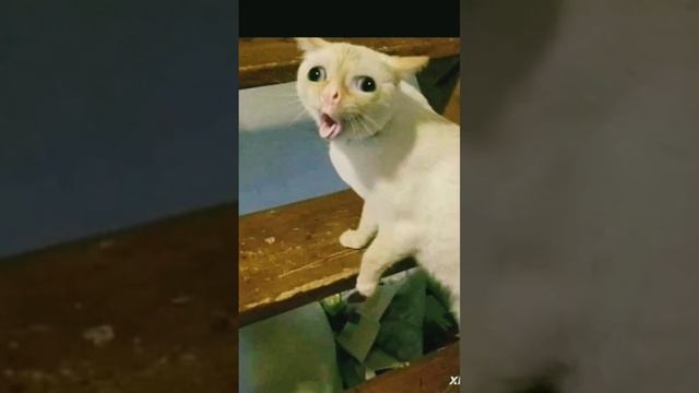 #Kiti ket#попробуй не засмеятся#коты#🤣🤣🤣# смотреть онлайн